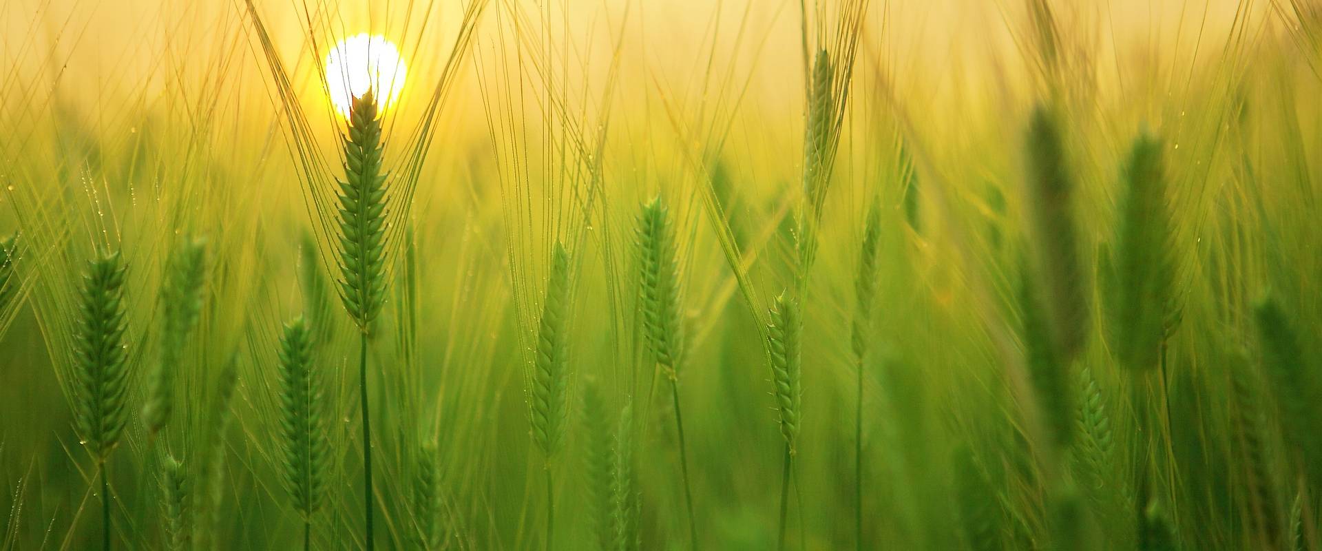 AGRICULTURAL EQUIPMENT